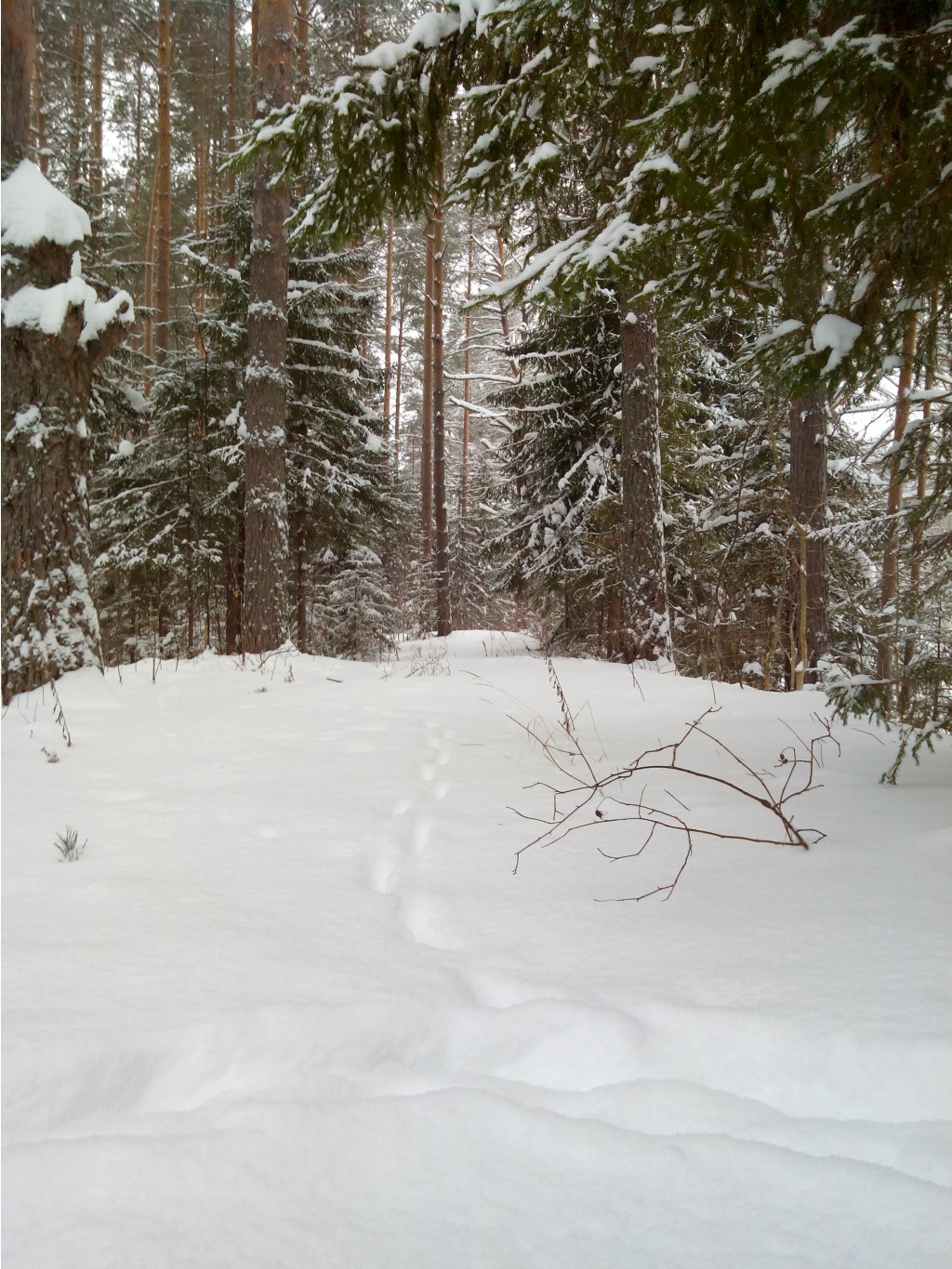 IMG 20160117 133428.jpg