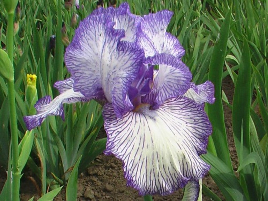 Autumn Circus-5,27.jpg