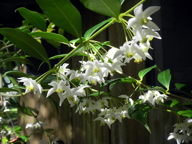 Hoya odorata-   ....