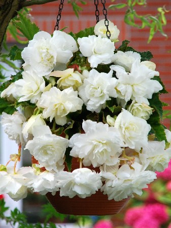    (Pendula White) -   2 .,    84 ..jpg