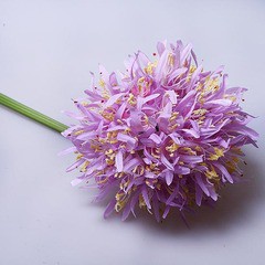 Аллиум 42162-20 350р.jpg