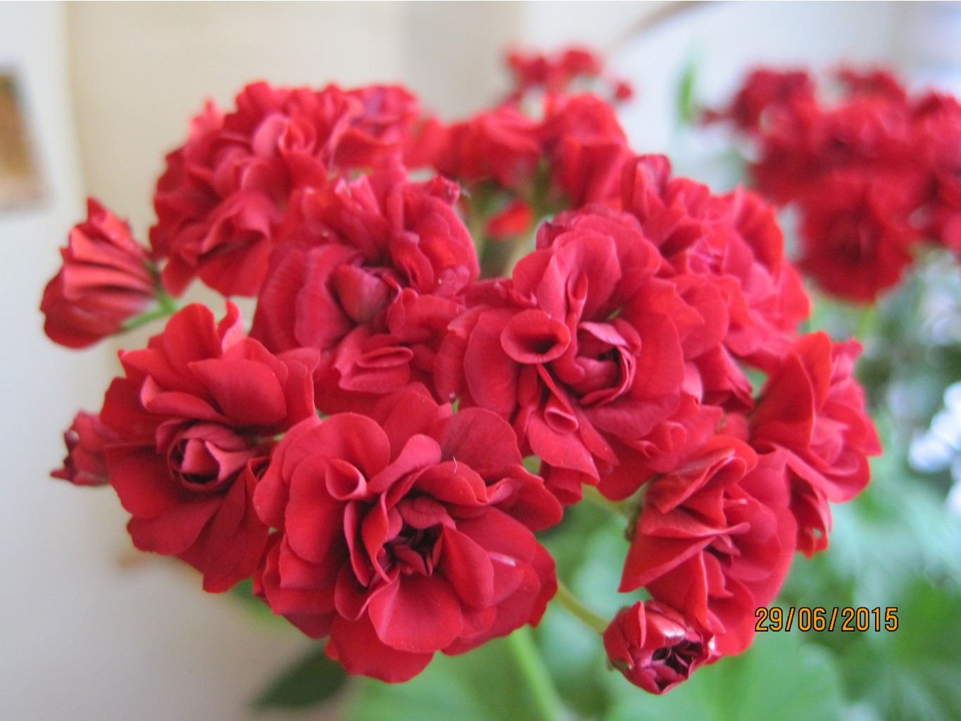 Пеларгония Bornhol-mpelargon Rosebud.JPG