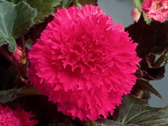    (Fimbriata Pink) -   2 .,    72 ..jpg