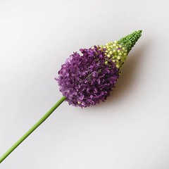 Книфофия фиолетовая, 9165 128р.jpg