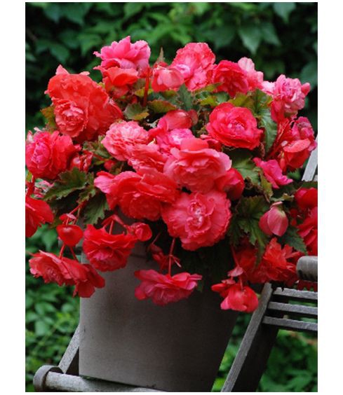   - (Odorata Rose-Red) -   2 .,    144 ..jpg