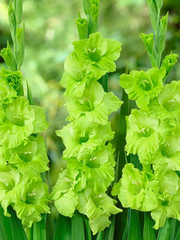    (Green Star) -   10 .,    80 ..jpg