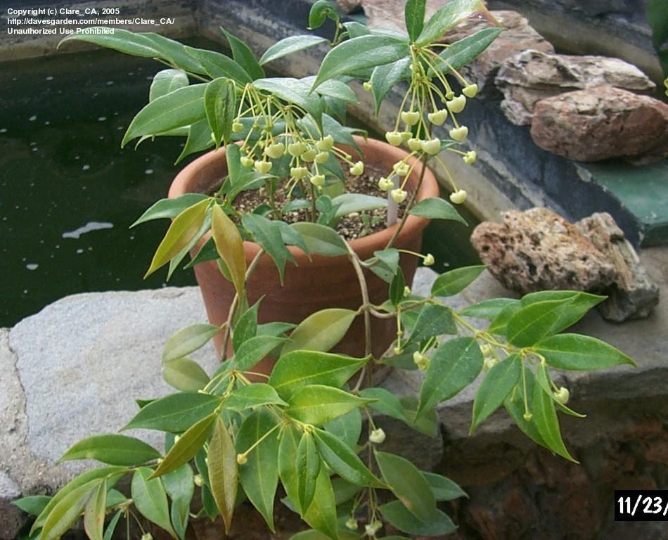 Hoya odorata-    ...