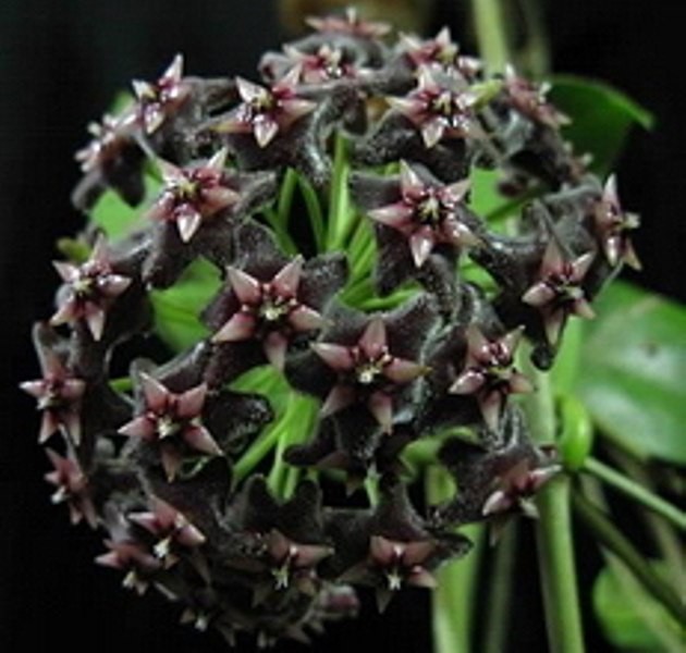 Hoya pubicalyx Nigrum 