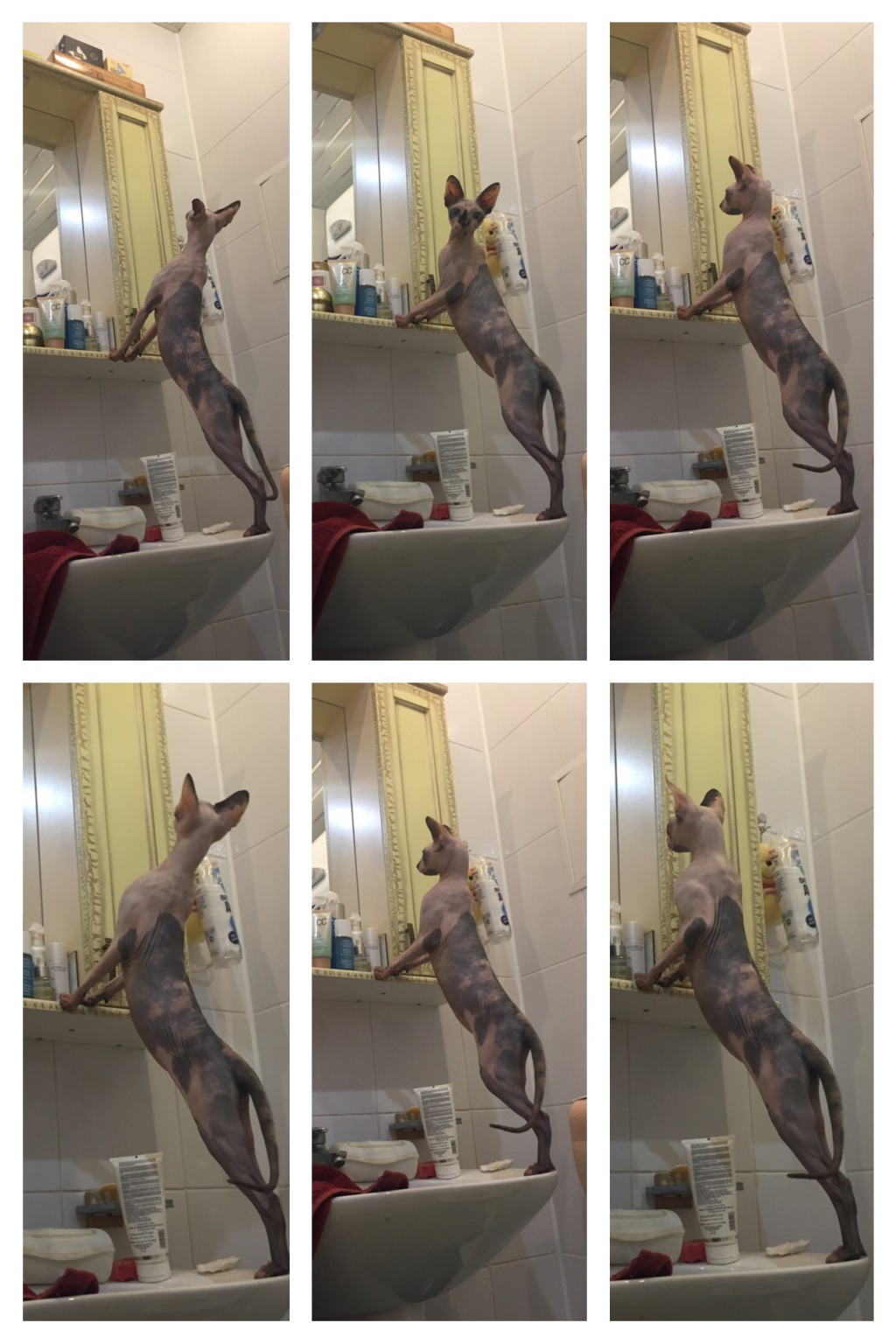 Image.jpeg
