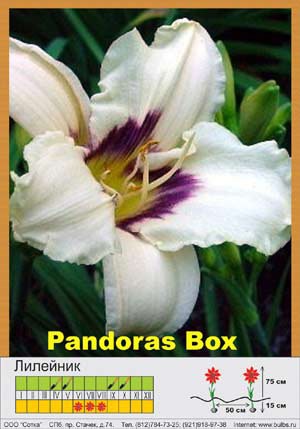  Pandora's Box  1  106.00.