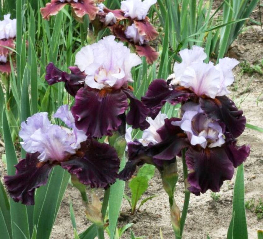 Evening Drama-6,58.jpg