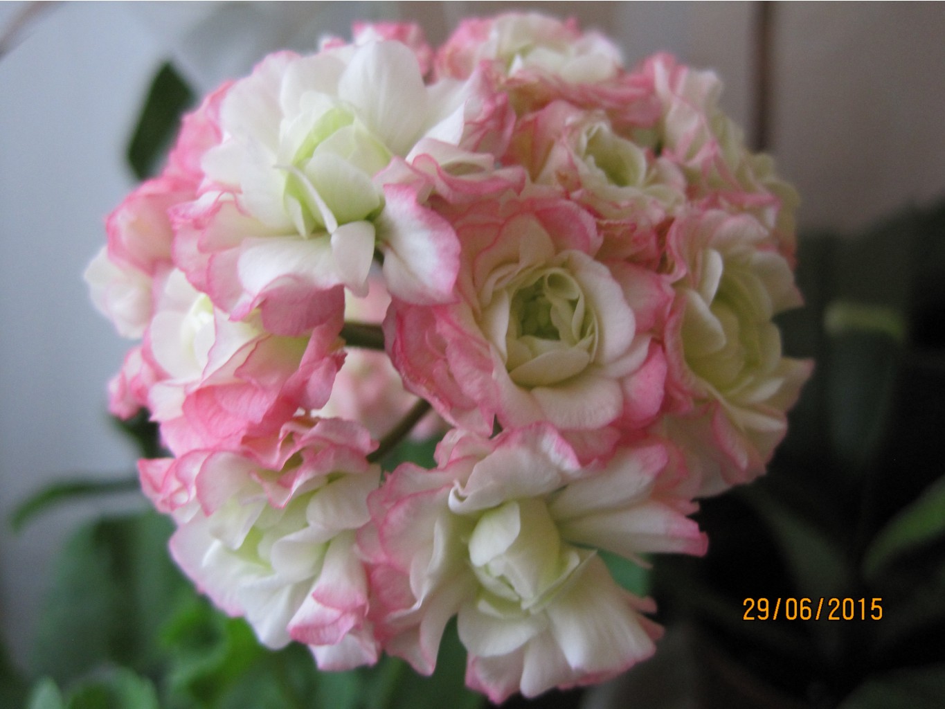 Пеларгония Appleblossom Rosebud.JPG