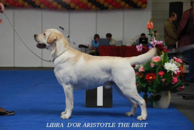  : LIBRA D'OR ARISTOTLE THE BEST