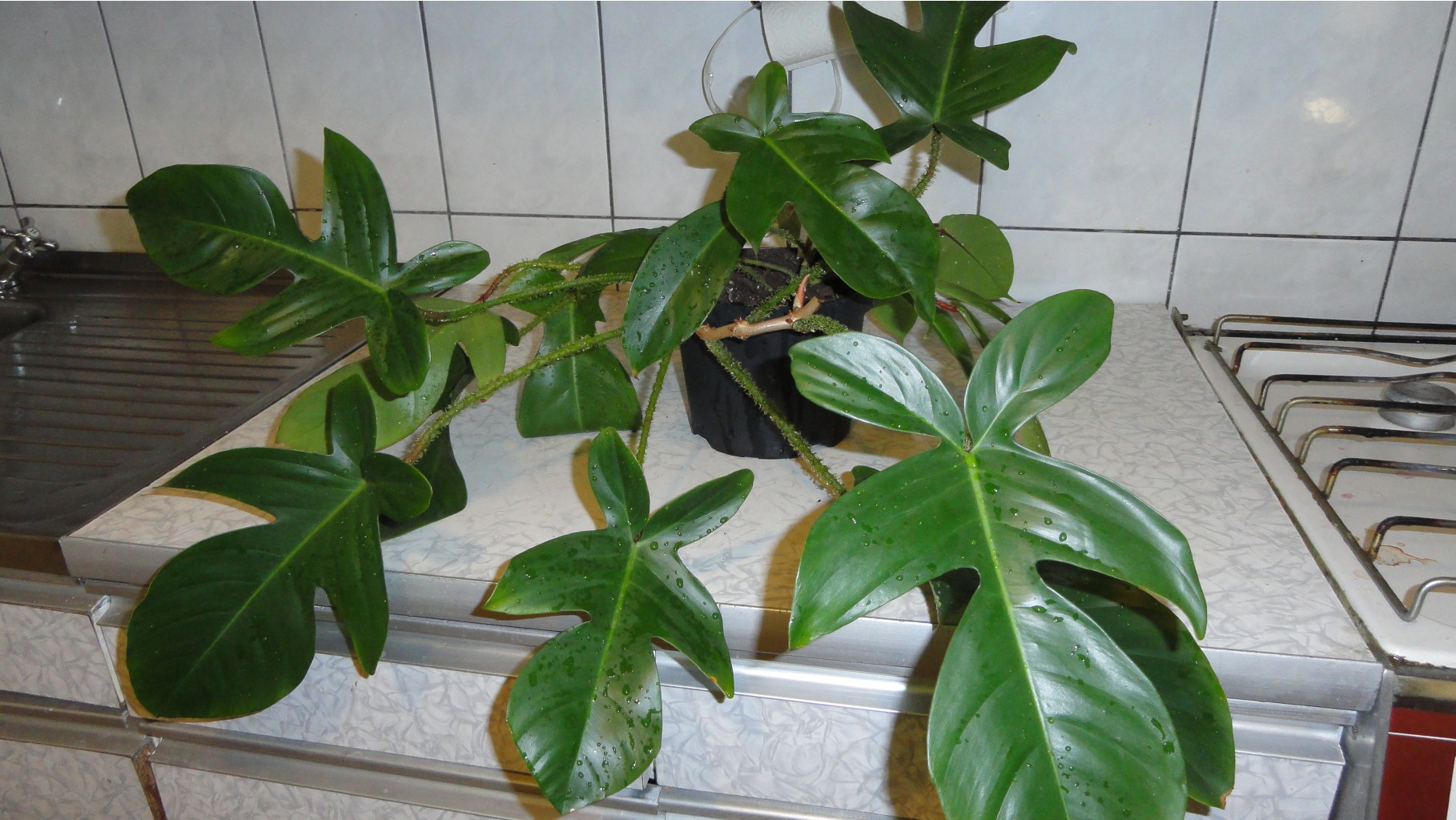  (  Philodendron squamiferum)