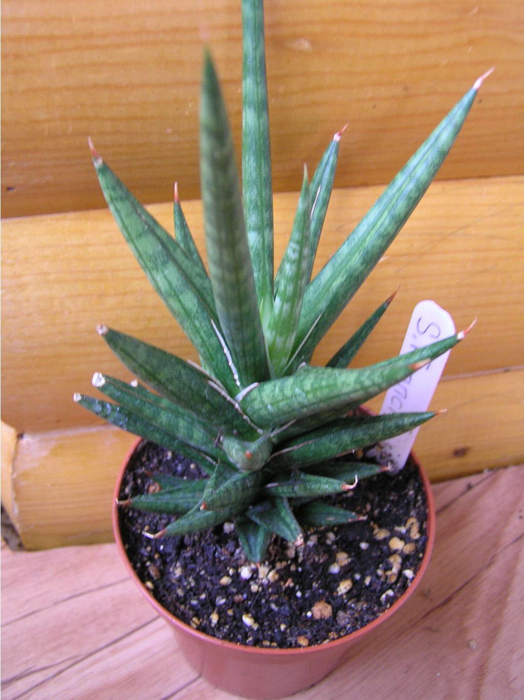 Sansevieria francisii
