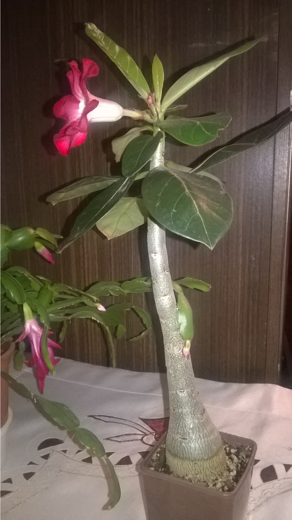 WP 20160225 22 22 53 Pro.jpg