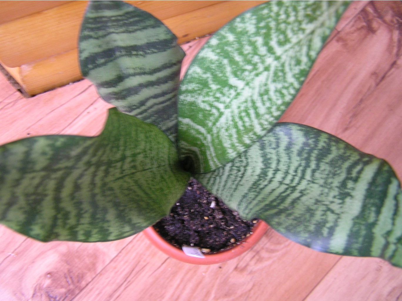 Sansevieria Zeylanica