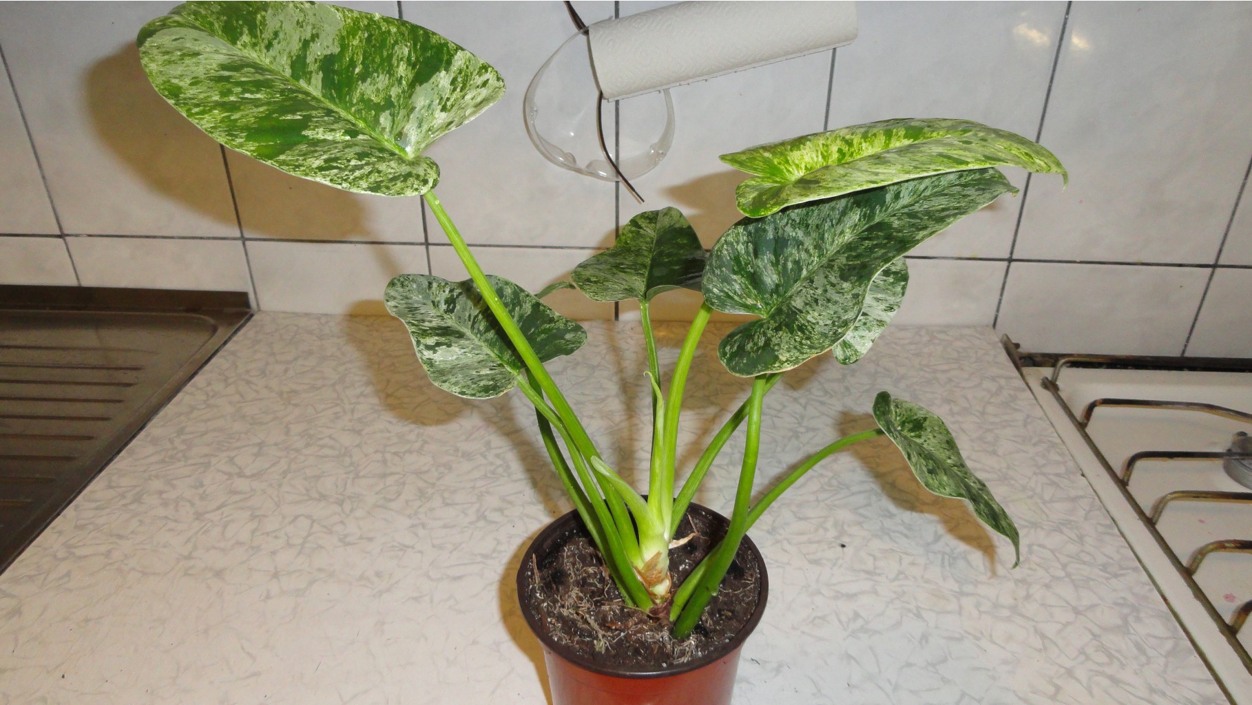 Philodendron giganteum variegata-    -  ....