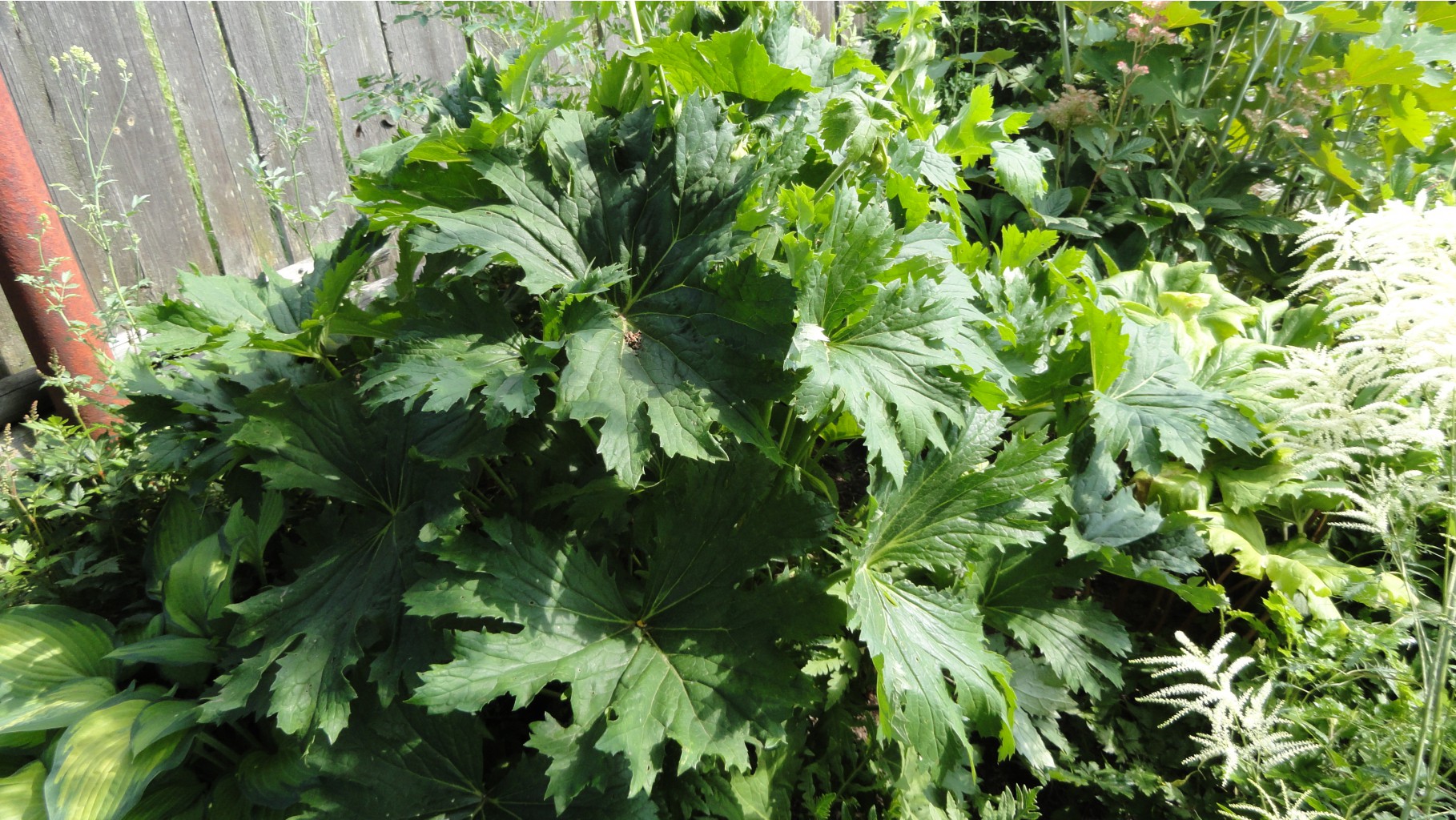  ,   (Ligularia x palmatiloba)