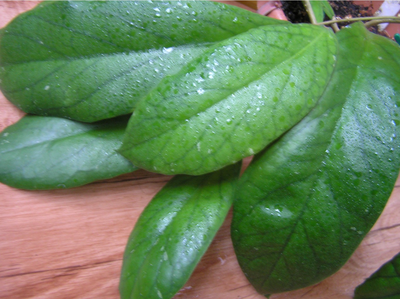 Hoya vitellinoides