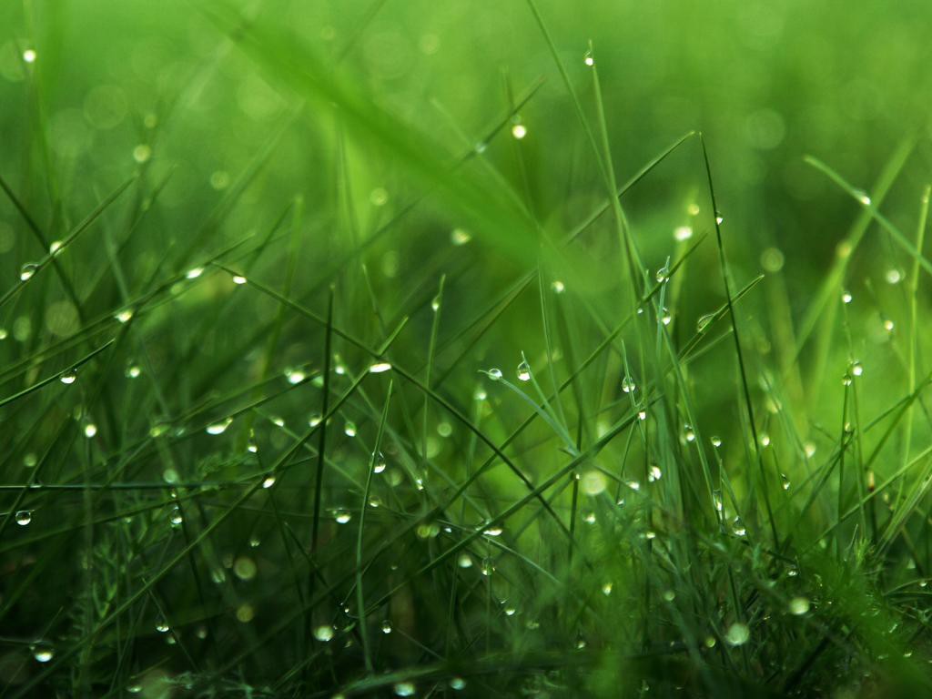 Dew grass-768x10241.jpg