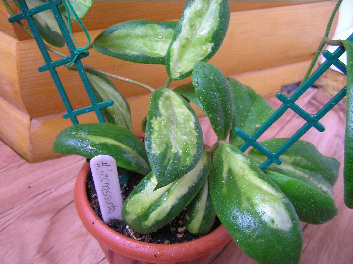 Hoya Incrassata