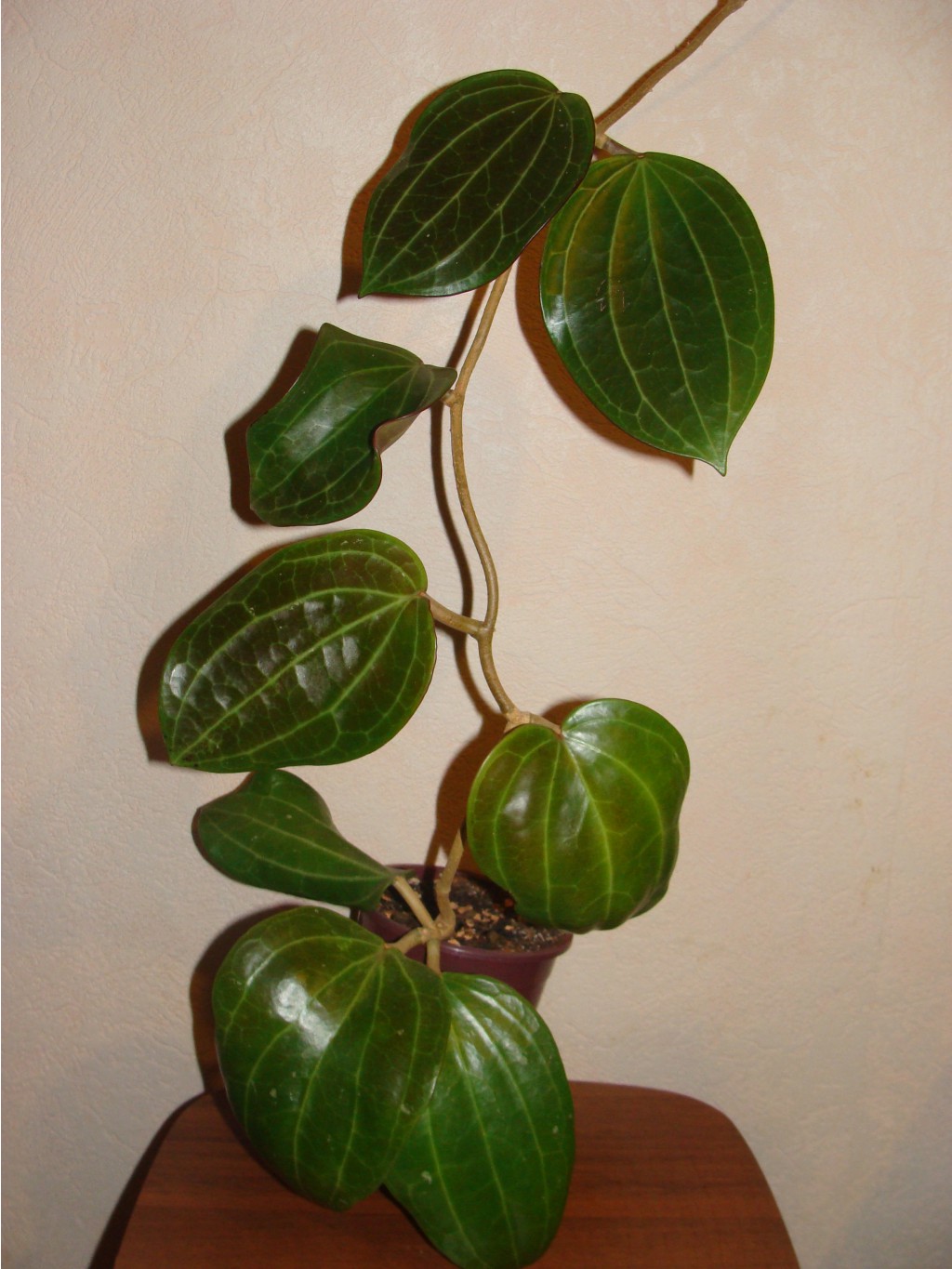 Hoya Macrophylla No1