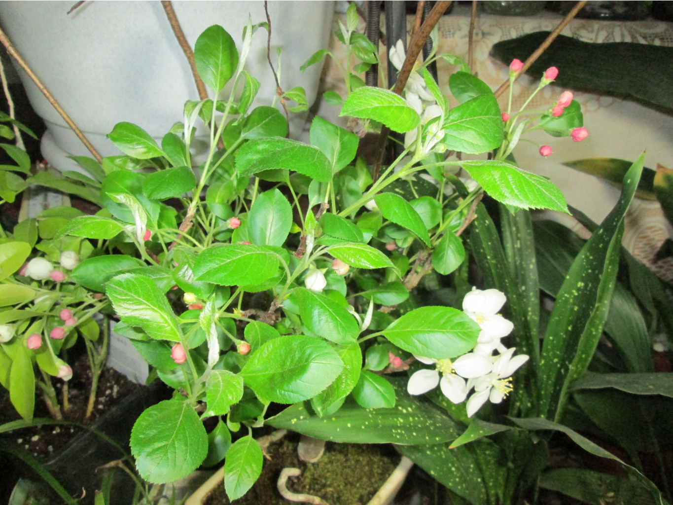 IMG 4047.JPG