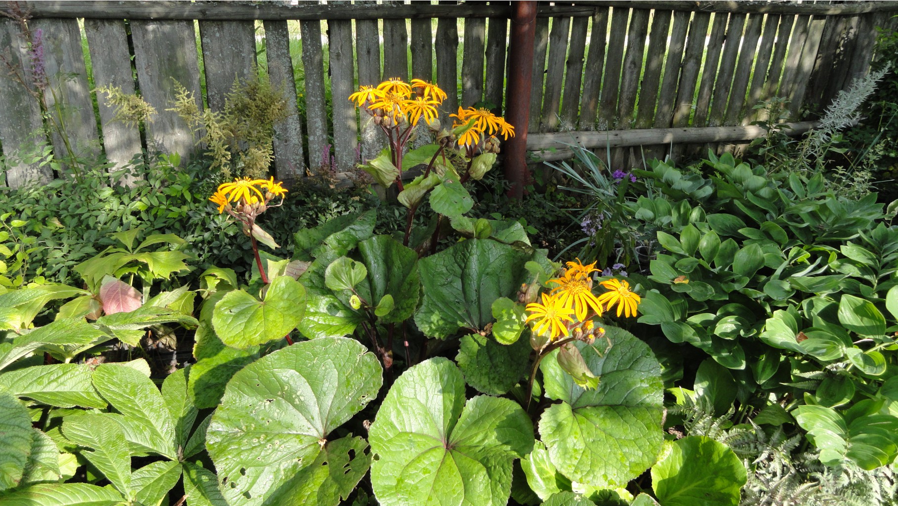    ( Ligularia dentata)