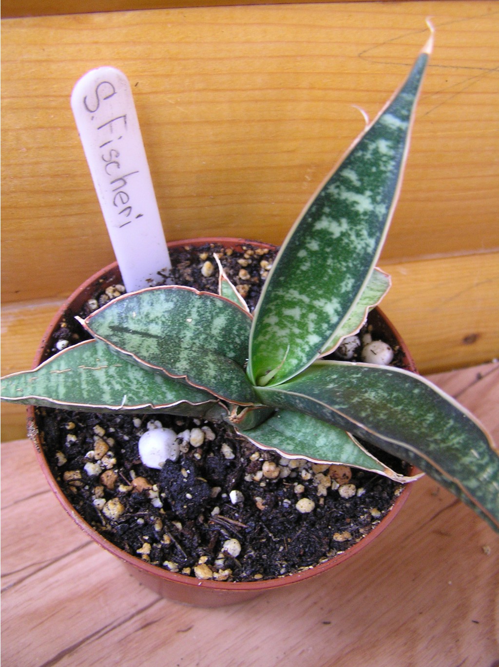 Sansevieria fischeri