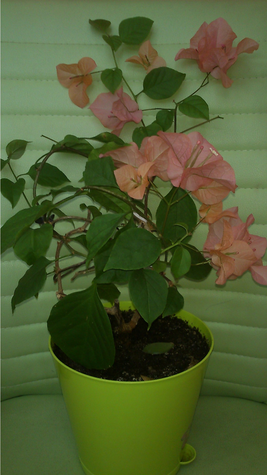 2016-02-05 12.01.48.jpg