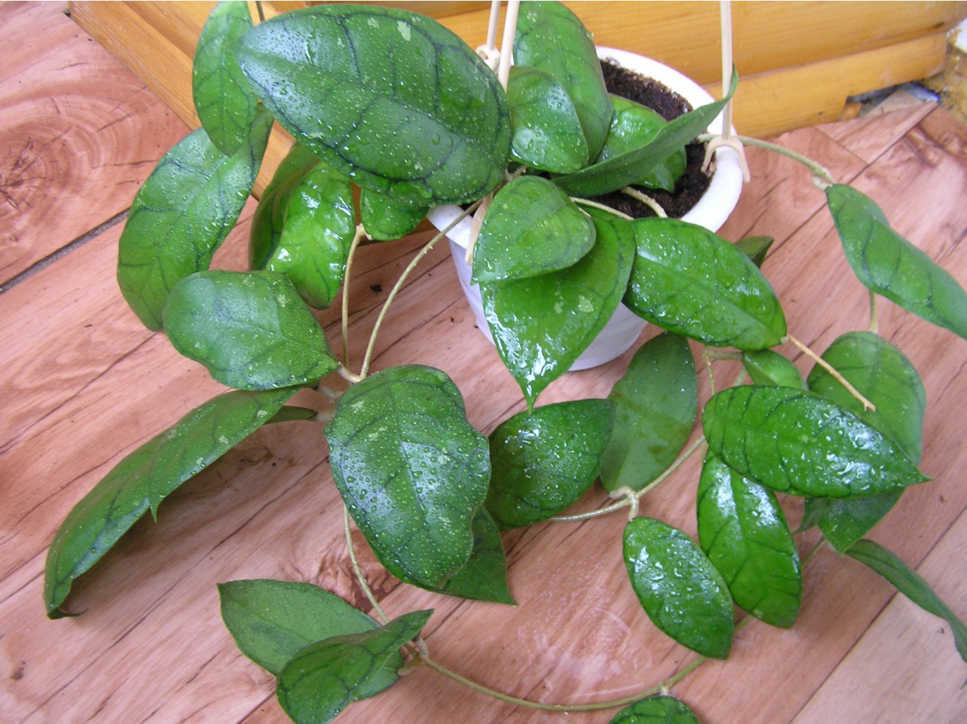 HOYA CALLISTOPHYLLA