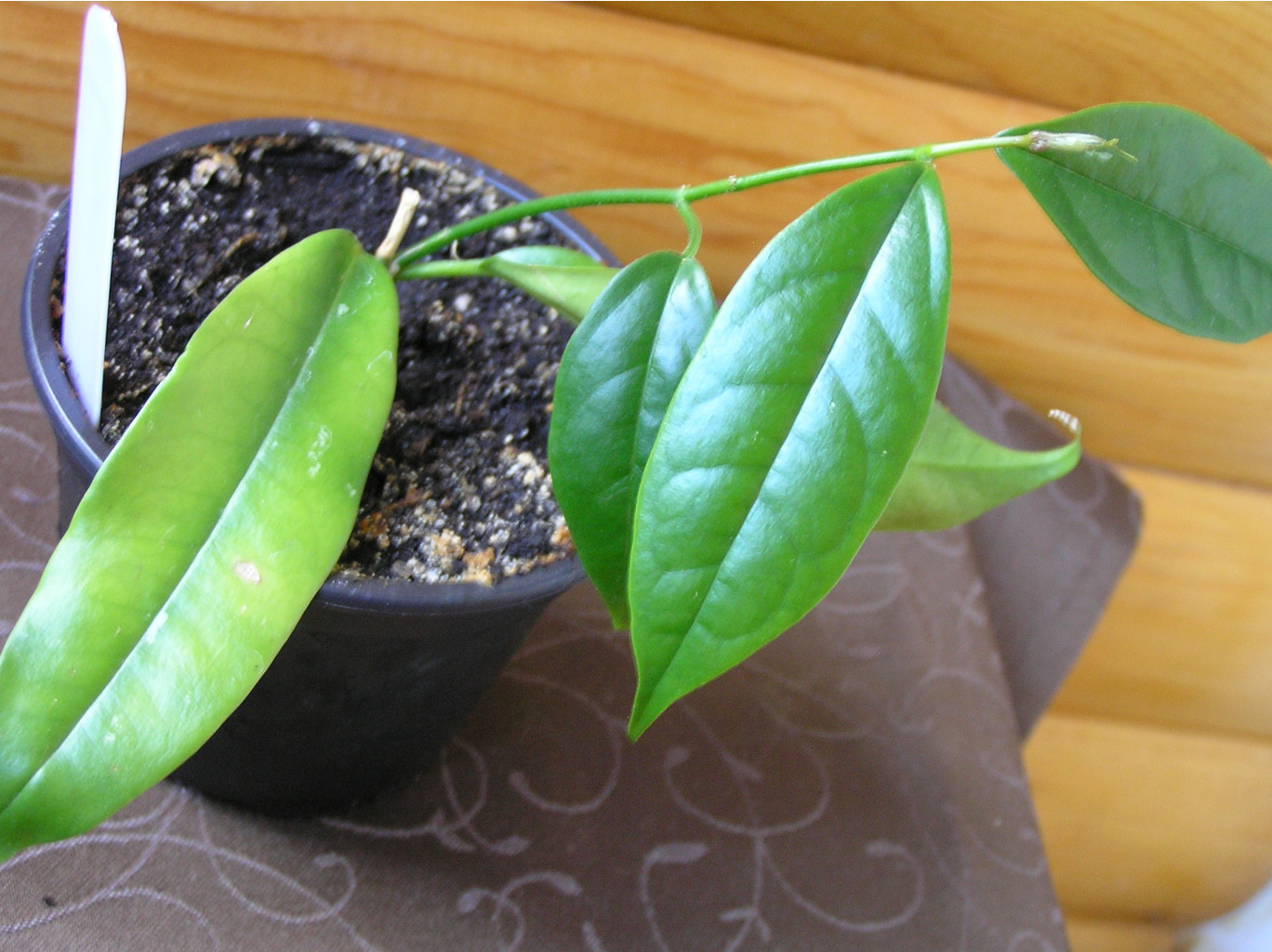 Hoya linusii