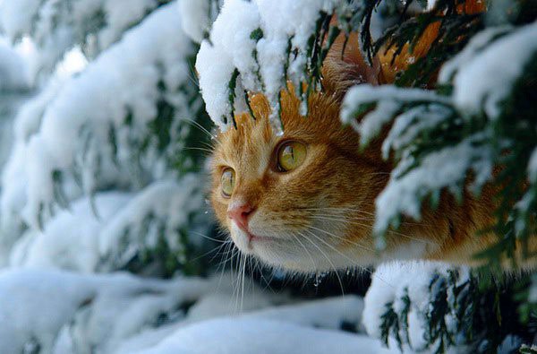 260037-2015-12-12-Cats and snow  1.jpg.jpg