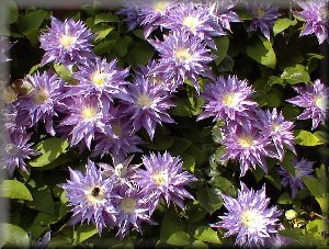 Clematis () Thyrislund 5+ QE  - 180.jpg