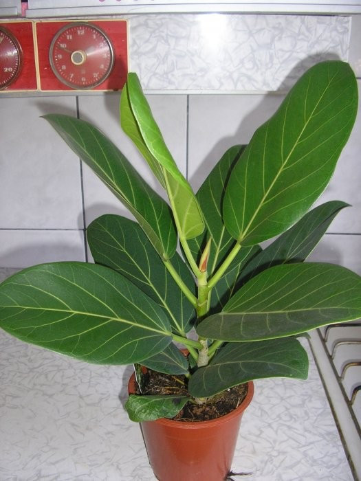    ( Ficus benghalensis Audrey ) - 300- 450 .