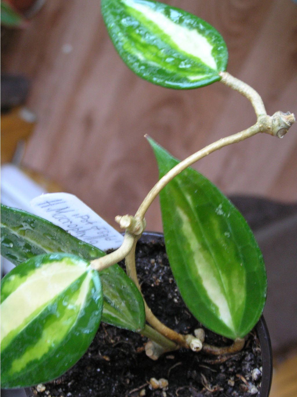 Hoya macrophylla 'Pot of Gold'