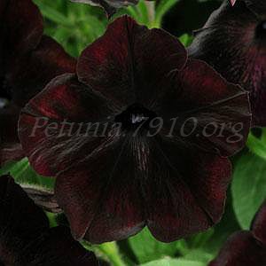  Debonair Black Cherry  70