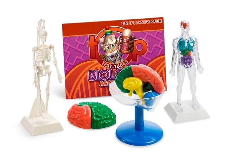 E2594  biology  models.jpg