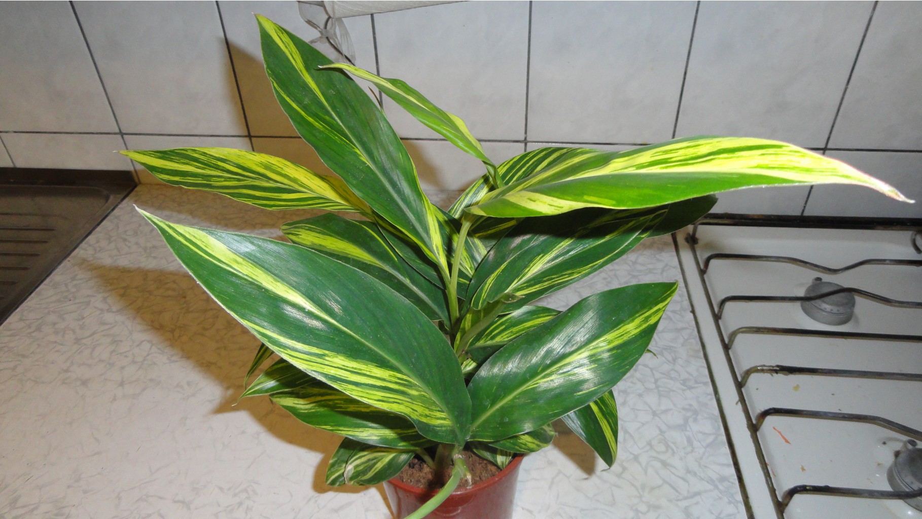  Alpinia 'Variegata' - 450   .