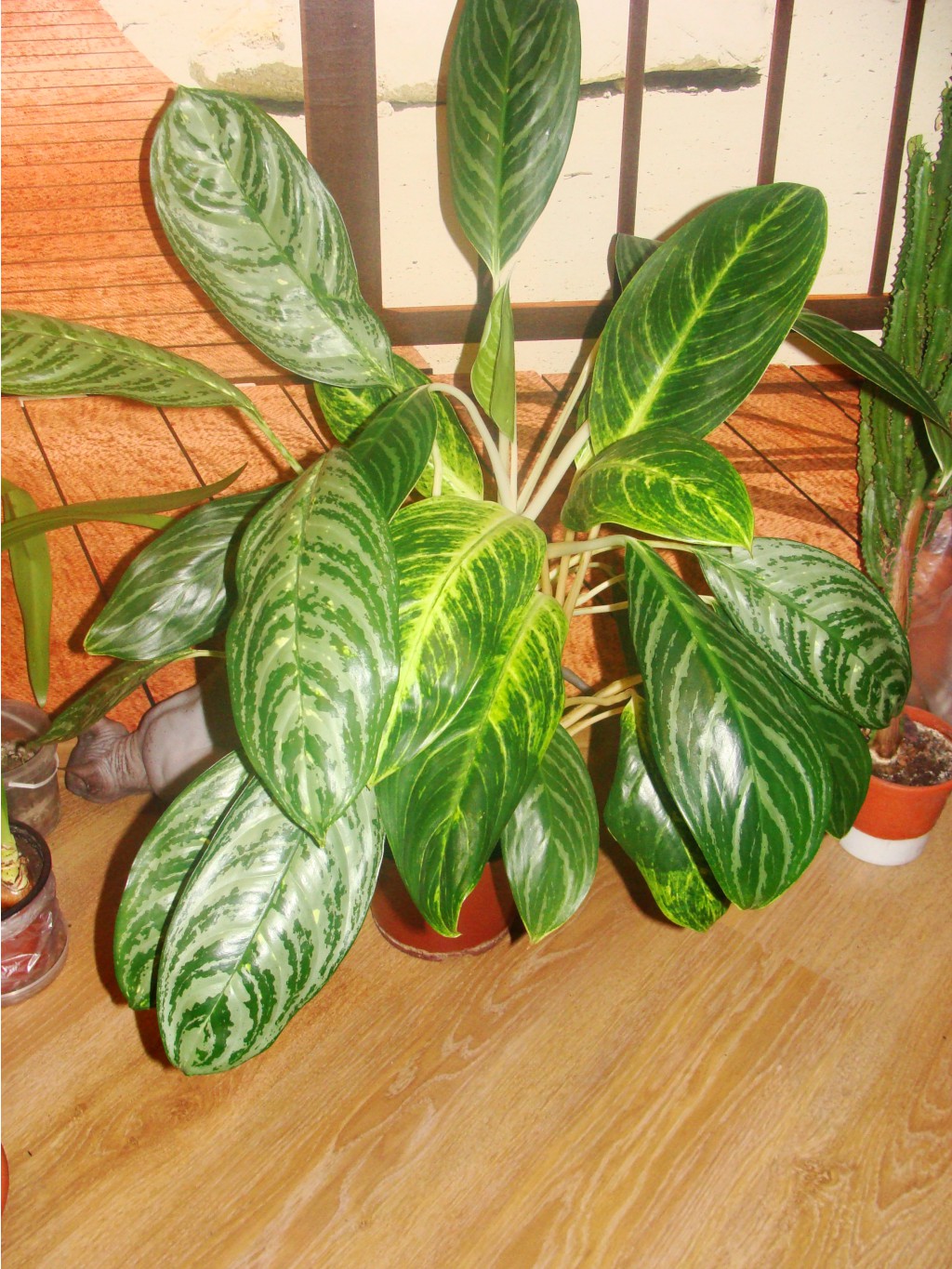 Aglaonema King Of Siam   