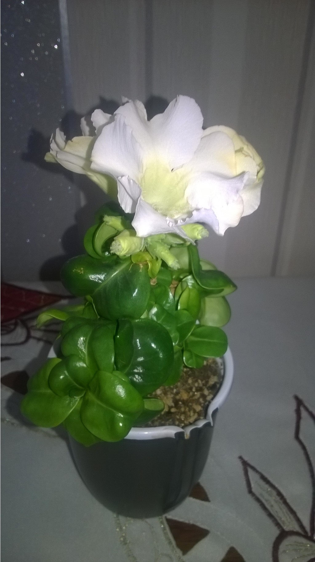 WP 20160319 10 53 12 Pro.jpg