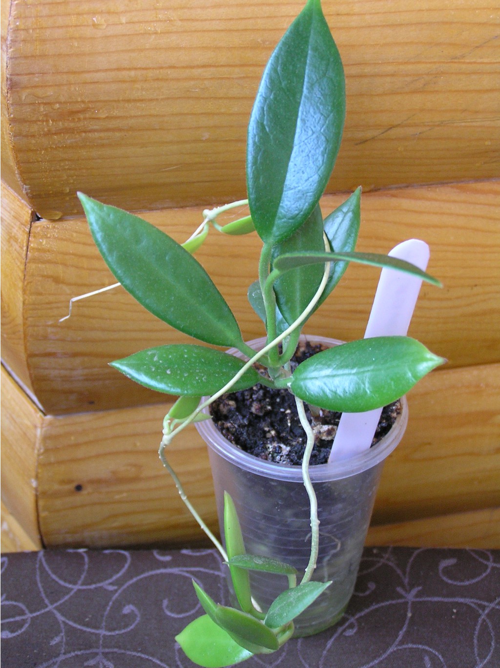 Hoya Graveolens