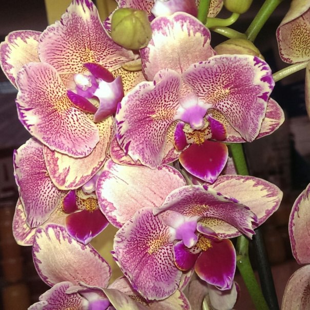 Phalaenopsis pirate picotee 'peloric.jpg