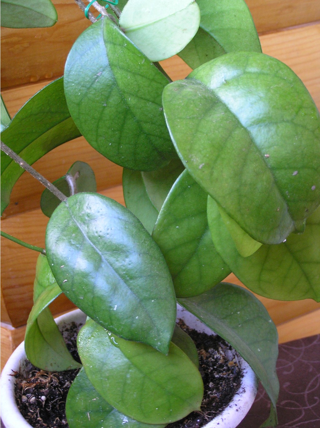 Hoya fungi