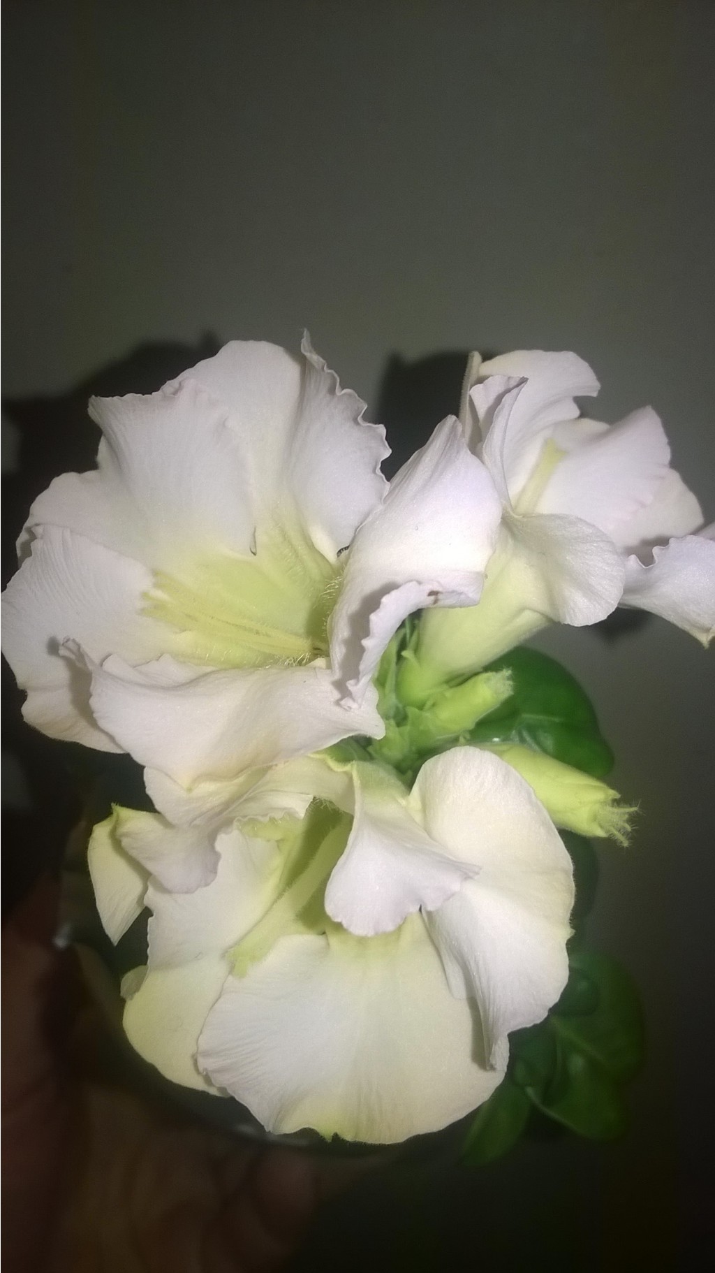 WP 20160320 20 40 58 Pro.jpg