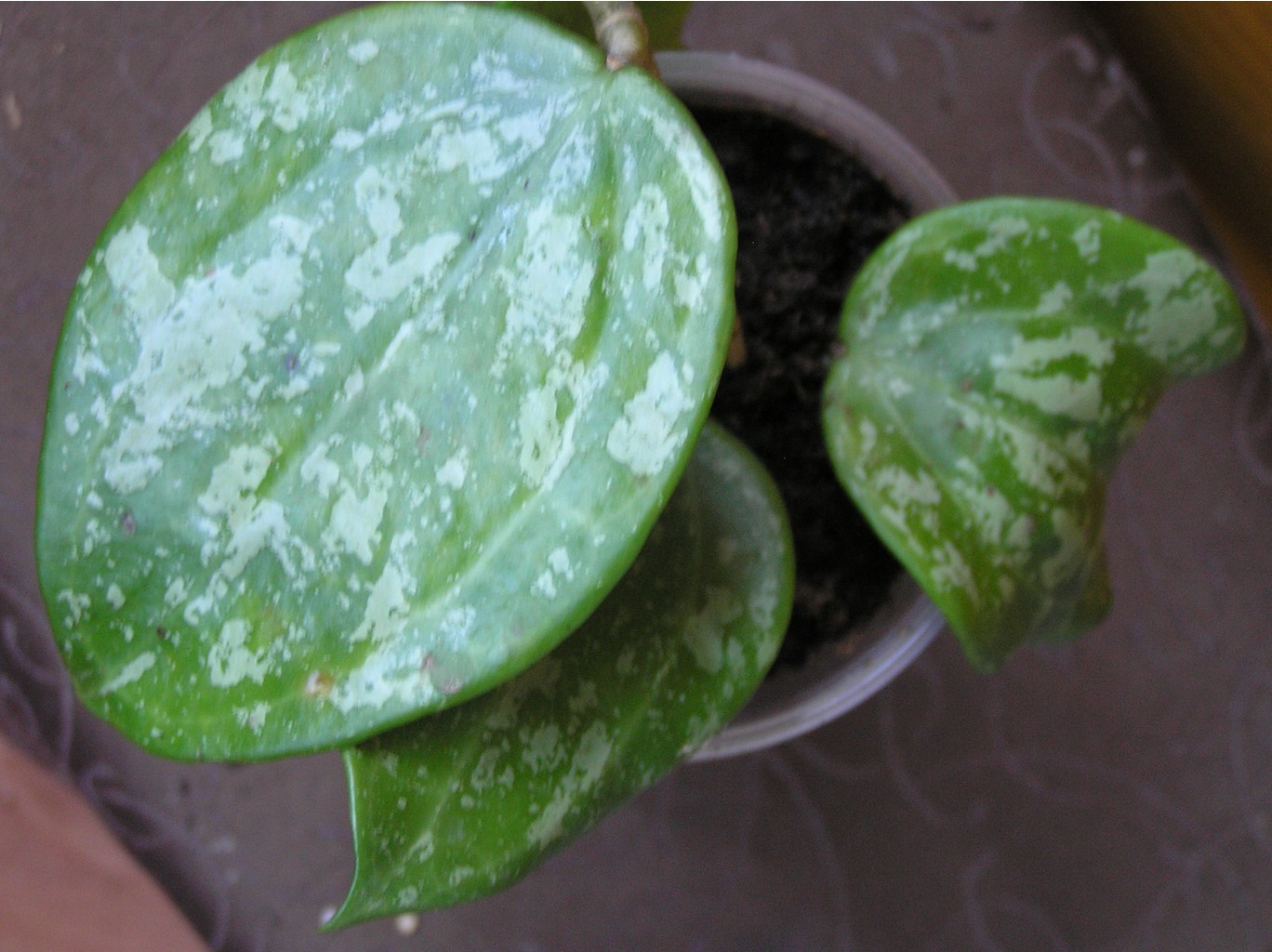 Hoya Balaensis splash