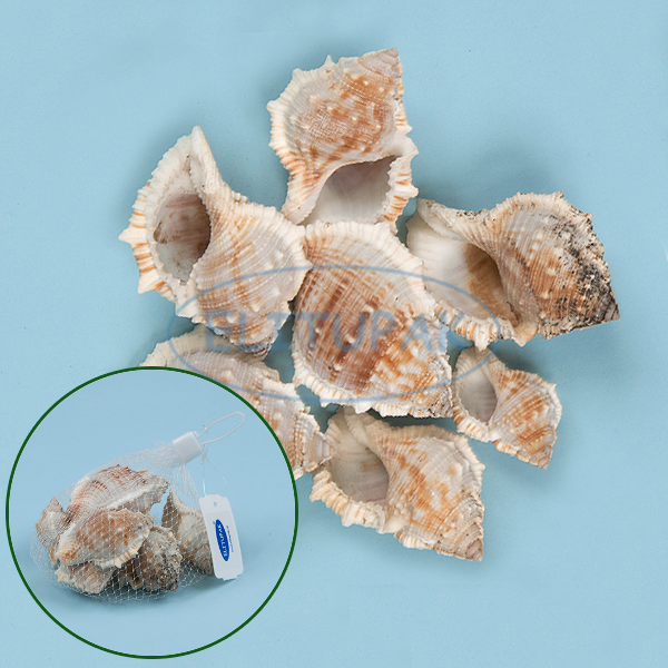 2900    (100 ) 79.png