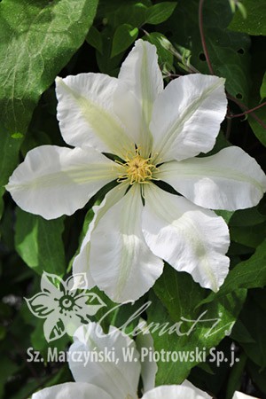 Clematis () Izydor 5+ QE  - 145.jpg