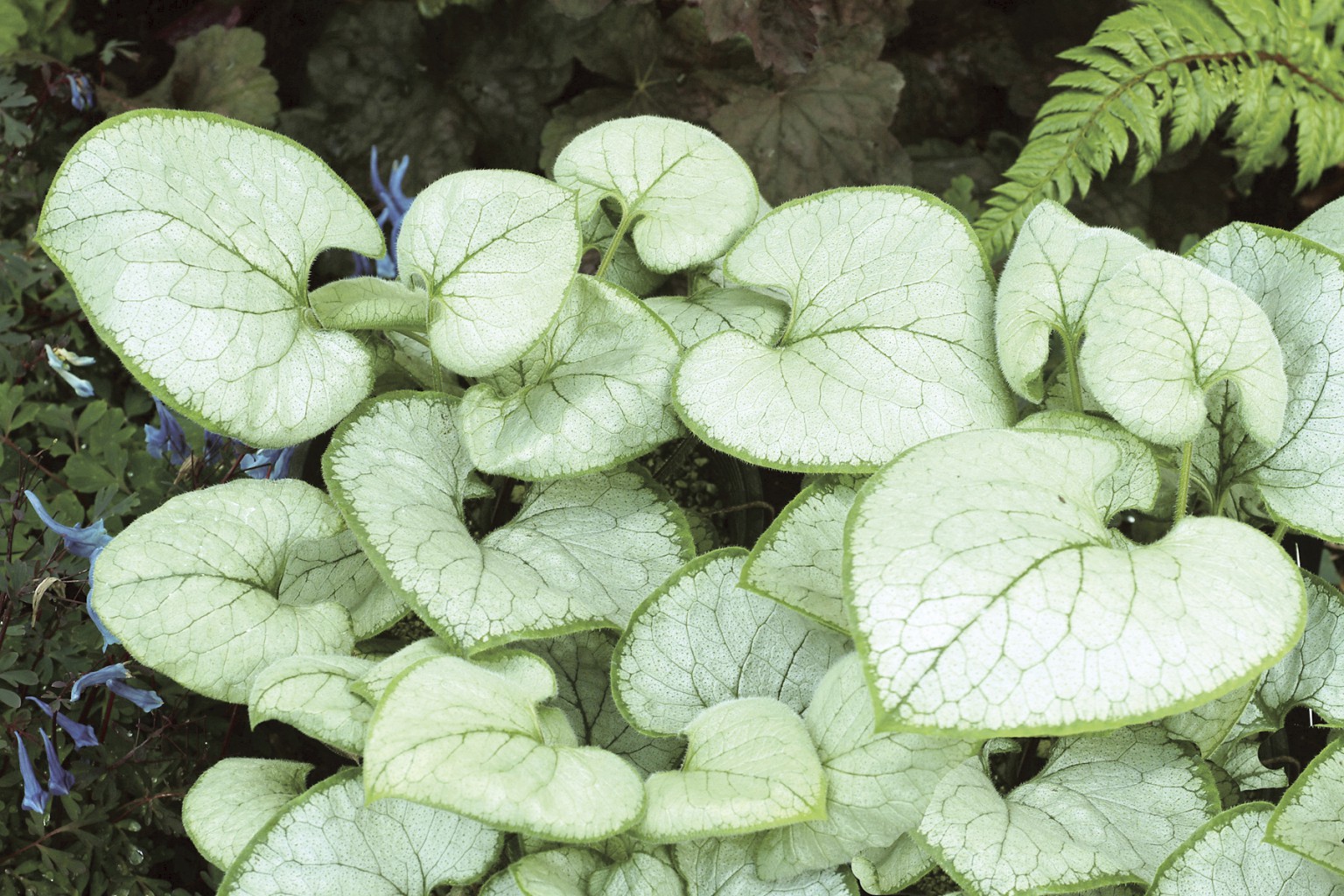 Brunnera Looking Glass 2b.jpg